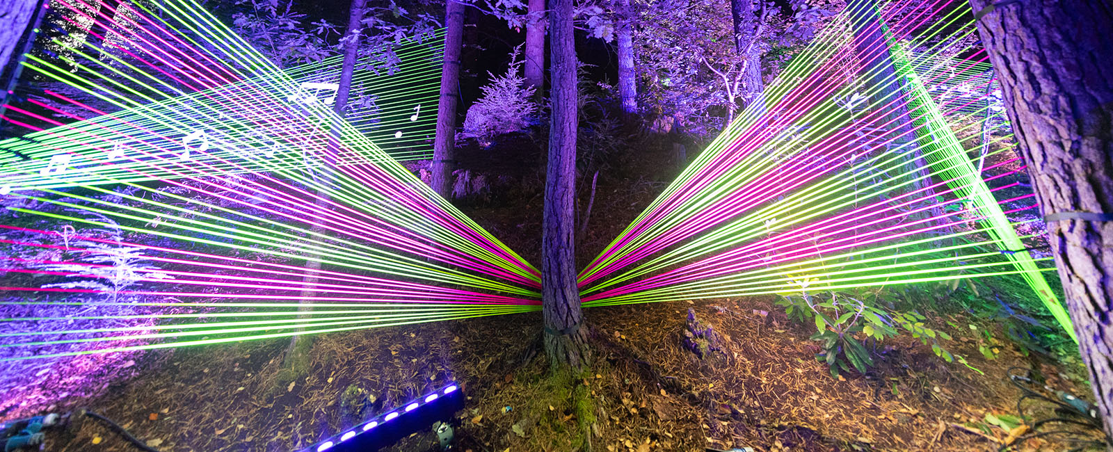 The Enchanted Forest