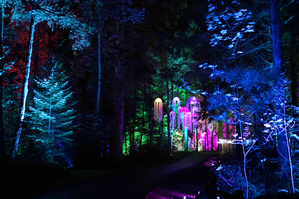 Enchanted Forest